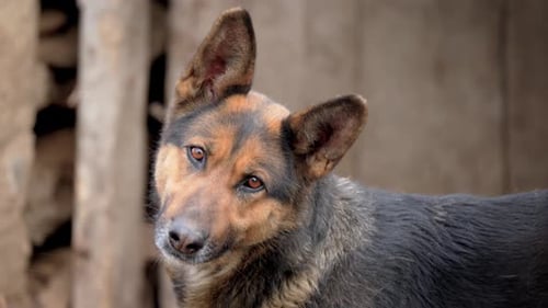 Close Up Of A Dog Tilting Its Head