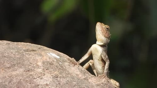 Lizard waiting for hunt - relaxing on rock.