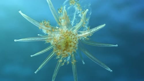 of Physophora hydrostatica Siphonophore