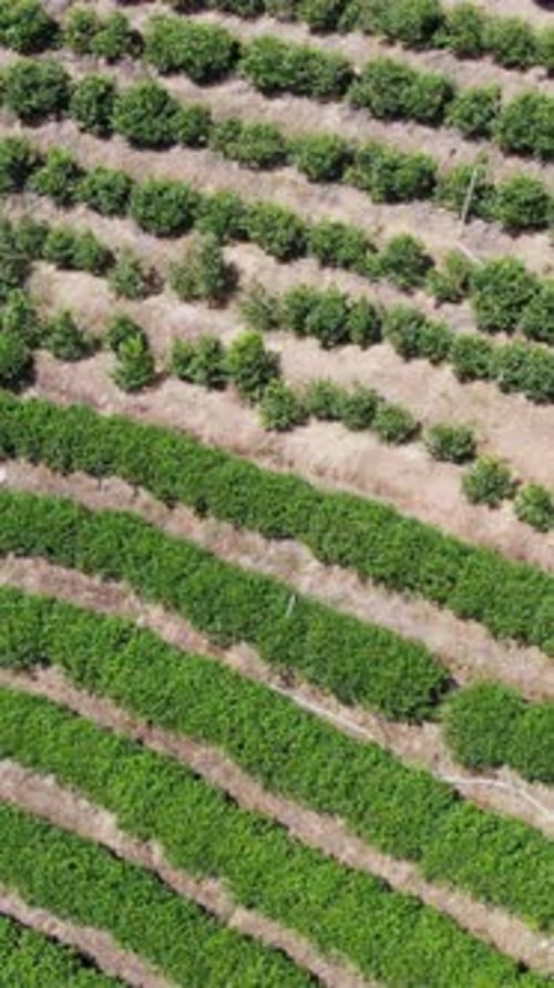 A Breathtaking Aerial View Showcasing Lush Green Crops That are Neatly Arranged in Organized Rows