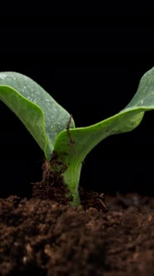Growing plants in spring, timelapse. Sprouts germination newborn Cucumber.