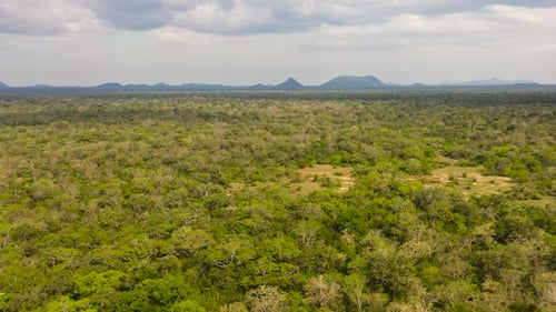 Jungles and Rainforests in Sri Lanka