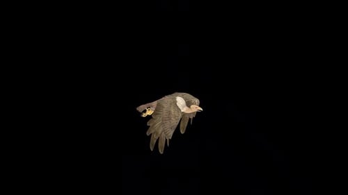 Wild Vulture Bird Fly