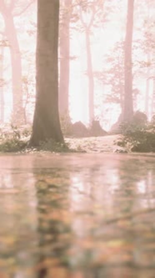 A Stream Running Through a Forest Filled with Lots of Trees