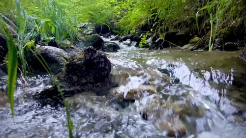 Closeup shot of a flowing rocky stream in a forest