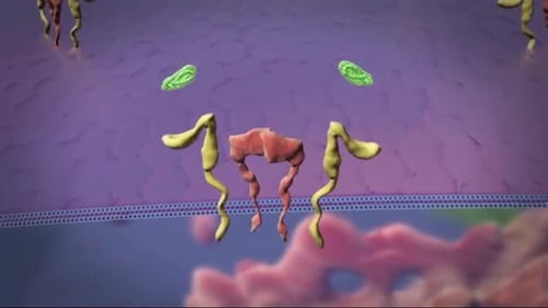 Protein Receptor Activation and Signaling 3D Animation