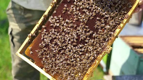 Bees producing honey. Honeycomb with bees.