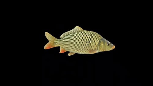 Carp Fish Swimming