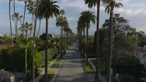 Exotic Destination Fly Above Road Lined with Tall Palm Trees Beverly Hills Luxurious Residential