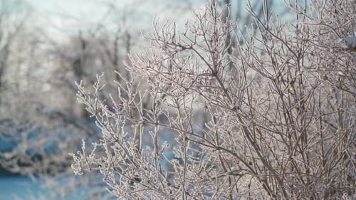 Magischer Wintersonnenaufgang über rauhen, frostbedeckten Ästen und gefrorenen Bäumen in einer ruhigen Schneelandschaft