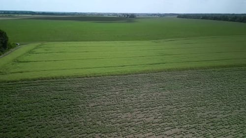 Green field aerial view in Ukraine