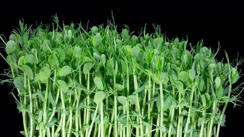 Green Pea Germination Moves In Time Lapse. Micro Greens Seedling For Healthy Eating. Vegan Food