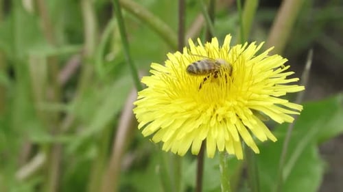 Bee Collecting Pollen on Bright Yellow Dandelion