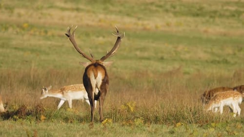 Rotwild steht inmitten einer Herde junger Damhirsche auf grasbewachsener Wiese, majestätischer Hirsch mit großem Geweih