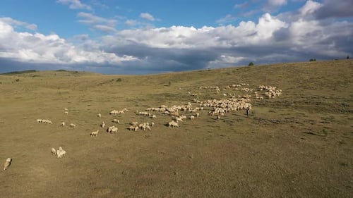 Aerial View Of Flock Of Sheep On The Hill 2