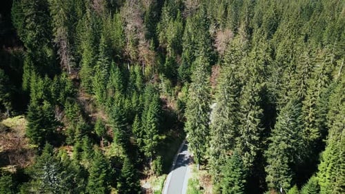 Empty asphalt road through pine tree green forest. Forest with narrow car road