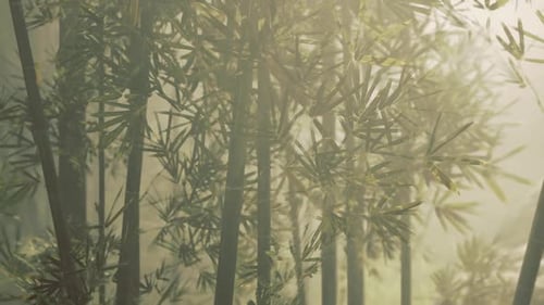 Enchanted Bamboo Grove with Gentle Sunlight Filtering Through Leaves