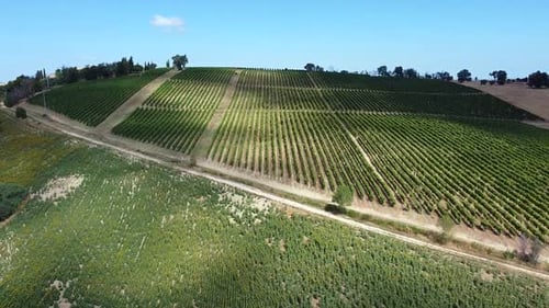 flying over the vineyards on the hilly areas of central Italy, international wine production