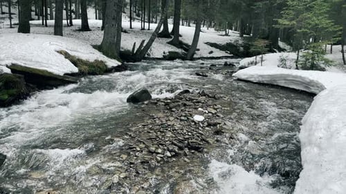 River in Snow in Winter View. Spring Stream Flowing in Forest With