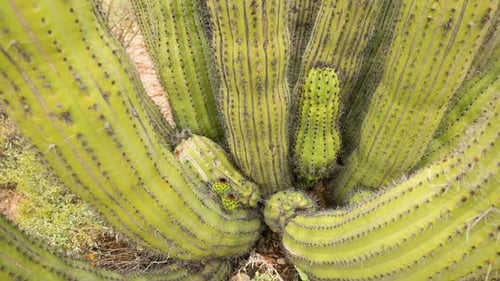 Closeup of Organ Pipe Cactus In The Sonora Desert in Arizona- Tilt Up Shot