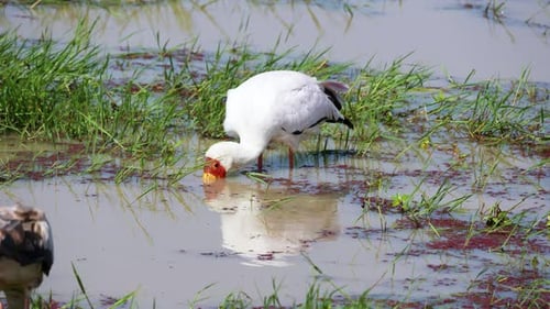 Yellow Billed Stork Mycteria ibis Foraging in Pond Ol Pejeta Conservancy Kenya.