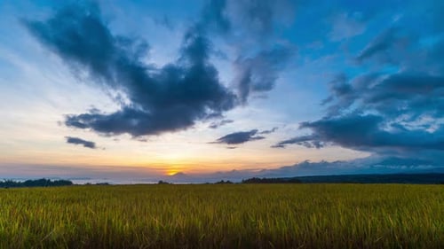 Sunrise Over Lush Rice Field With Moving Clouds Timelapse