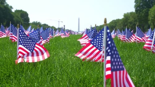 Field of American Flags Displayed on Grassy Lawn