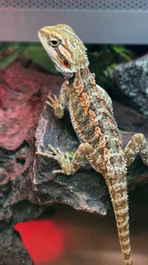 Un lézard explore l'environnement Un jeune dragon en quête d'équilibre sa queue sur une surface rocheuse texturée