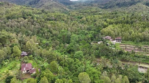 Aerial View of Lush Rice Terraces in Indonesia’s Mountainous Countryside – 4K Drone Footage
