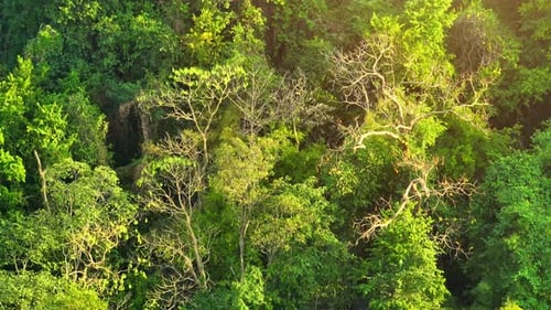 Majestic tropical forest on towering mountains by aerial view drone.