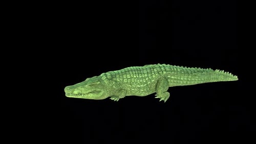 Crocodile Walk Idle 2