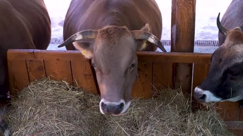 Cows Eating Hay from a Wooden Feeder