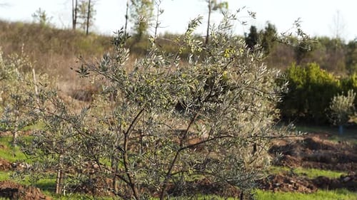 Close up view of a new olive tree with branches dotted with small green and black olives, swaying