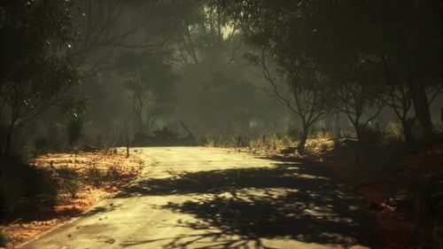 Clean Rural Road with Trees