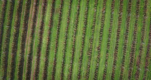 Aerial top view shot of rows of pear trees plantation of ecological and biological orchard in a fa