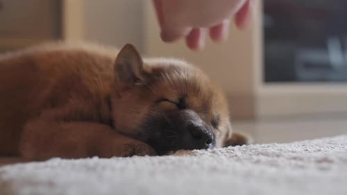 Sleeping Puppy Petting in Home Interior
