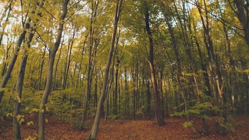 Baumkronen im Wald