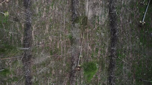 Aerial top view of a cleared forest with fallen and uprooted trees. Logging for lumber.