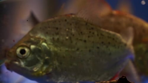 Stunning specimen of Spotted Piranha floating peacefully in clear fresh water