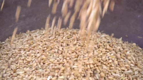 Closeup Of Wheat Grains During Harvesting On A Agriculture Farm.