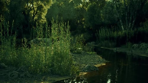 Lush Green Grass and Calm River in a Peaceful Forest