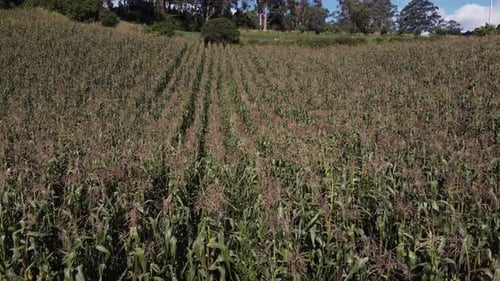Field with growing corn in summer. Tall field plants on a sunny day