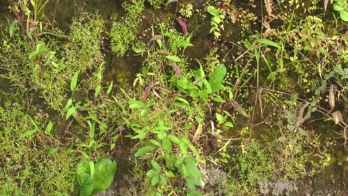 Exuberante cubierta vegetal verde de diversas plantas silvestres, musgo y malezas que se entrelazan