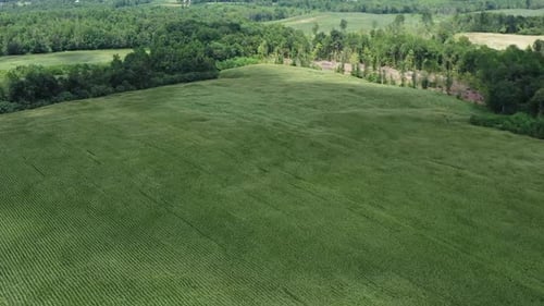 Drone footage flying over a cornfield with the cornstalks swaying in the wind.