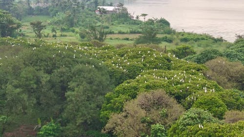 Group of great egret bird perch on the green trees. Aerial view bird wildlife.