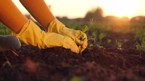 Woman Farmer Hands in Gloves Planting Green Plant Sprout at Sun Field Spring Farming Agriculture