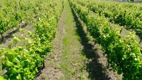 Scenic Aerial Drone Flight Over Lush Green Vineyards and Countryside