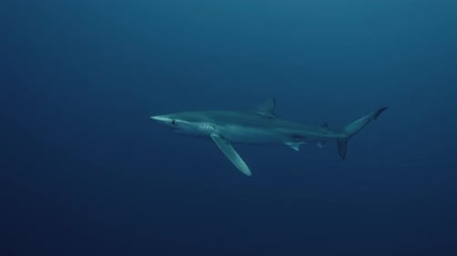 Blue Shark in the deep blue ocean swimming slowly towards diver in the Atlantic Ocean