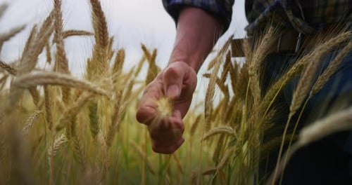 Authentic close up of mature farmer touching wheat crop ears to control a quality in grain field u