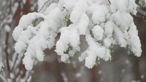 Snow Covered Evergreen Branches in Winter Nature Scene